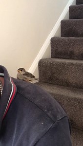 2.9K views · 99 reactions | When your trying to give the baby bird flying lessons but he has other ideas 藍 Excuse the blowing kisses   | Ark Angels 1177664 | Facebook