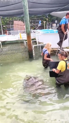 “Smalls” is one of our permanent residents here at The Turtle Hospital. 🐢 After a bad boat strike se | Turtle Care Center