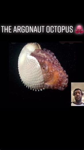 The Argonaut Octopus 🐙 #fyp #foryou #foryoupage #antcrashesthangs #nature #ocean #sea #octopus #argonautoctopus #wild #commentary #naturecommentary #reaction #naturereaction #reactions #reactionvid #reactionvids #reactionvideo #reactionvideos