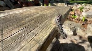 Gypsy moth (Lymantria dispar) also known as spongy moth crawling on on old wood. Estonia.