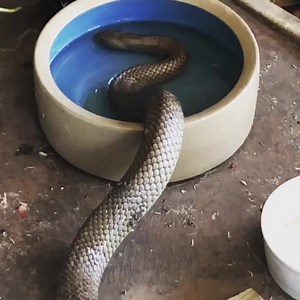6.9K views · 82 reactions | A thirsty brown snake from a hot day last season. A few snakes have been sighted over the last couple of weeks - obviously not today it was way too crispy! | Snake Catchers Adelaide | Facebook
