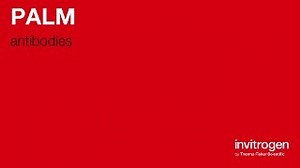 PALM antibodies from Thermo Fisher Scientific