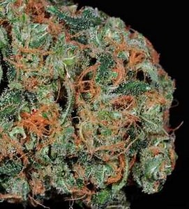 Jah Kush | Marijuana Strain Reviews