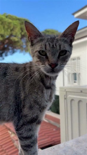 The tabby cat's corner with a sea view #shorts #cat #cats #kitten