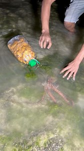 Red octopus 🐙 | Kasoy tv