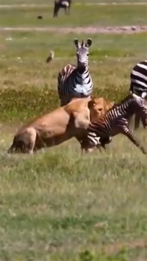 雌ライオンがシマウマを狩る ＃動物 #捕食者 ＃ライオン ＃狩猟#シマウマ ＃サバンナ #viral