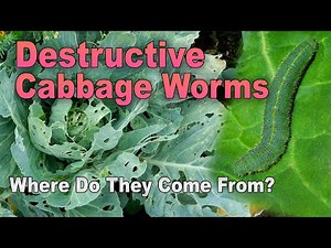 Life Cycle of the Cabbage Worm and How to Stop Them