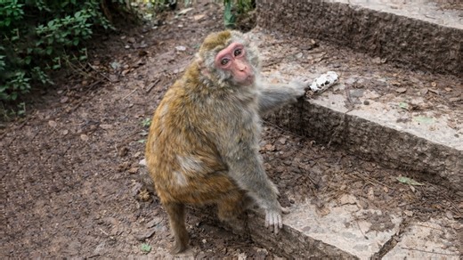 Funny monkey tries to open food package