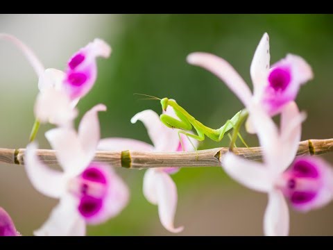 The Predator That Disguises Itself as a Bloom