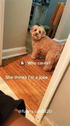 Funny Dog with Attitude: A Must-See