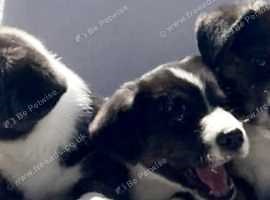 KC registered Welsh Cardigan Corgi tri colour pups - £850