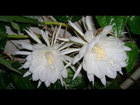 Bramha Kamal - How To Grow Bramha Kamal Plant At Home | nurserylive