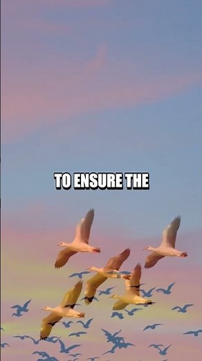 Why Do Birds Fly in V Formations?