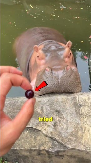 Can a Hippo Even Notice a Grape? 😳 #viral #shorts