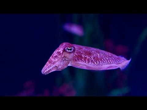 Aquarium at Home: Octopus and Cuttlefish