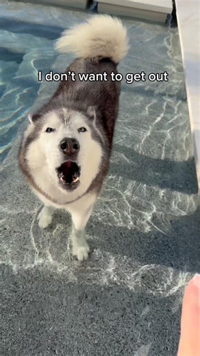 My Husky Loves Her Pool 👀😳