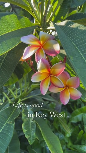 Sunshine, ocean breezes, and laid back island vibes. Life in Key West just feels right. Enjoy your LABOR DAY holiday! https://historickeywestvacationrentals.com #KeyWest #IslandRetreat #OldTownVibes #CoastalLiving #KeyWestFl #islandlife #florida #plumeria #flowers #LaborDay | Historic Key West Vacation Rentals