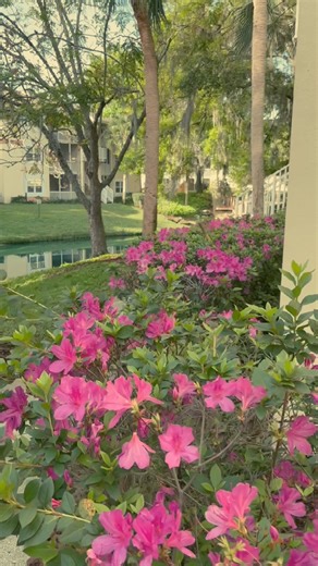 4.9K views · 102 reactions | The Art of Noticing Blooms at Our Resort  Let your senses awaken as you explore the vibrant tapestry of flowers that adorn our grounds. Happy almost Spring! Share your photos at our resort!  | Sheraton Vistana Resort | Facebook