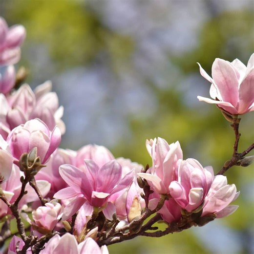 Ann Star Magnolia Live Plant 3 Inch Pot Flowering Tree Garden Plant - Etsy