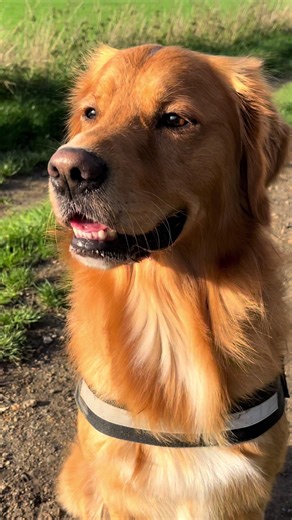 The Joy of Golden Retrievers: Heartwarming Moments