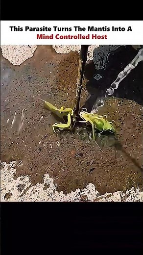 A Parasite That Control Mentis Brain 😳 #physics #scienceexplained