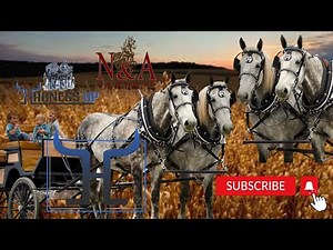 Why You Should Buy a Grey Percheron (the Ultimate Draft Horse)