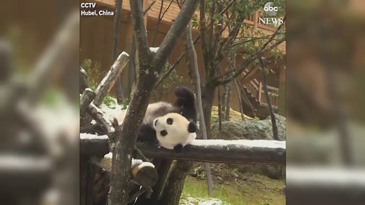 Panda goes rolling in a winter wonderland