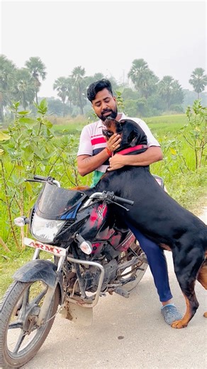 Born to Ride 😎 Rottweiler’s Road Adventure 🔥 #Rottweiler #BikeRideVibes #RottweilerAttitude #DogLovers #RottweilerKing #PetGoals #BikerDog #DogLife #petcare | Max & Bella