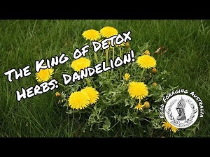 The Detox Benefits and Uses of Dandelion!
