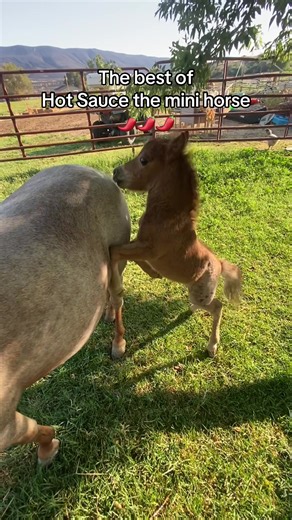 Hot Sauce the Mini Horse: Sweetest Moments Revealed
