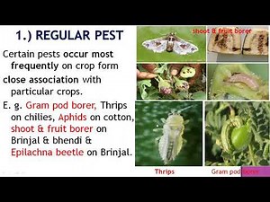 Lecture 6 Categories of Insect pests