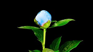Beautiful Blue Peony Flower Timelapse