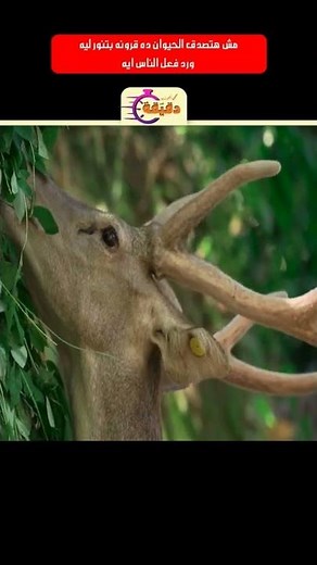 مش هتصدق الحيوان ده قرونه بتنور ليه ورد فعل الناس ايه 😂