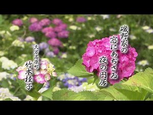 きょうの俳句【兼題：紫陽花】竹本桂子作 2018年6月12日放送（No.250）