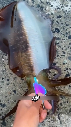 Using an octopus as bait, the outcome surprised everyone. #fishing