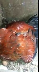 Broody Rooster Hatching Eggs 1st Time 2nd Part