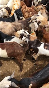High-Quality Goats in the Village Market