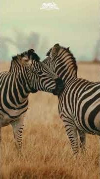 This Pattern Saves Their Lives 🦓