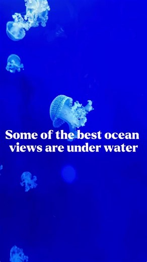 The NC Aquarium at Pine Knoll Shores is one of the best stops on the Crystal Coast - full of turtles, sharks, river otters, jellyfish, touch tanks, and the incredible Living Shipwreck Exhibit! 🦈 • It’s perfect for a rainy day, a break from the sun, or a few hours of ocean wonder with the whole family. • ADD this one to your Crystal Coast list ✨ • 📍NC Aquarium at Pine Knoll Shores • #crystalcoastnc #ncaquarium #pineknollshores #thingstodoonthecrystalcoast #nctravel