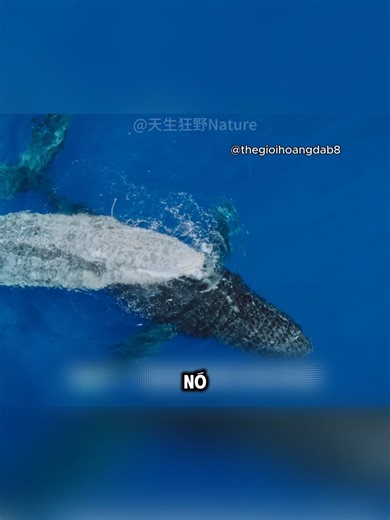 ANH HÙNG THẦM LẶNG DƯỚI LÒNG ĐẠI DƯƠNG #thegioihoangda #dongvat #hoangda #learnontiktok