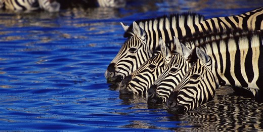 In 50 anni l’uomo ha causato l’estinzione del 70% delle specie animali viventi