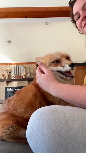 She has such a way with words - #fox #juniper #rescue #wildlife #thehappiestfox