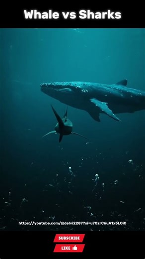 Deadly Clash in the Deep Ocean – Whale vs Sharks ❗#sharks #animals #short