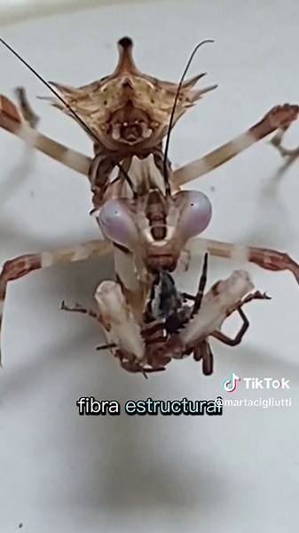 Mantis Chlidonoptera Lestoni Cazando Su Presa