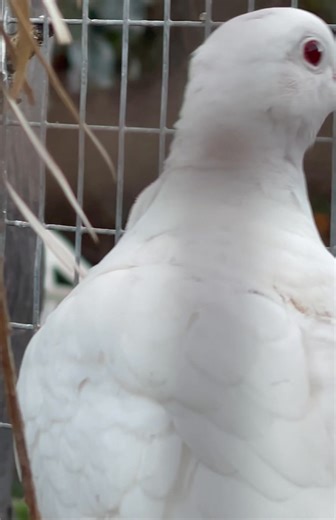 A moment of gentle cooing between doves. We have a small group of Barbary doves living in Beeperville, and this cooing ritual is always a delight to witness. #accessibility video description: close-up of a Barbary dove cooing gently, pausing to glance around and stretch its wings as another dove coos off-screen in reply. | Little Beaks