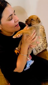 130K views · 10K reactions | Yeh poora teddy bear hai ek dum cotton ka gudda #puppy #puppies #puppylove #puppylovers #puppylife #dogmother #dogmom #dog #dogs #dogfood #doglife #doglover #doglovers #supportus #blessings #love #reels #viral #instareels #insta #instagram #fb #fbreels #fbreelsvideo #fbreelsfypシ゚viral | Bezubaanjaan1517 | Facebook