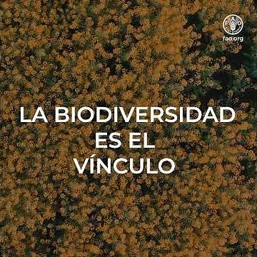 Cuatro maneras para proteger la biodiversidad y reforzar los servicios del ecosistema