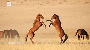 Time is running out for Namibia’s Wild Horses | CNN