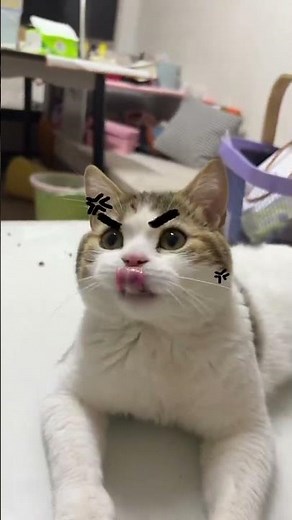 Why Does My Cat Keep Eating? The Unbelievable Story