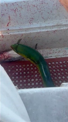 Catching mahi mahi in Hawaii ! What’s your favorite way in eating this fish ?